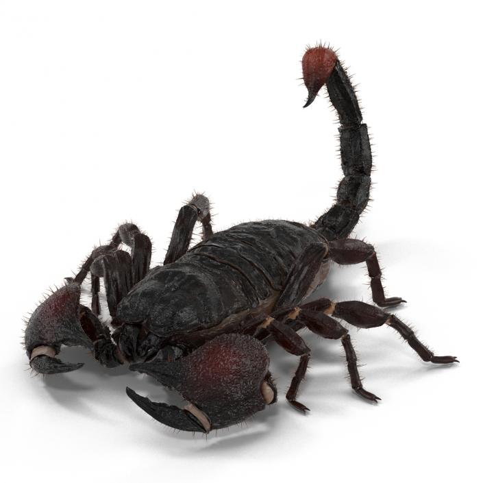 3D model Black Scorpion Rigged with Fur