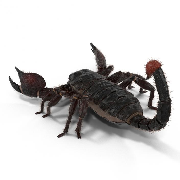 3D model Black Scorpion Rigged with Fur