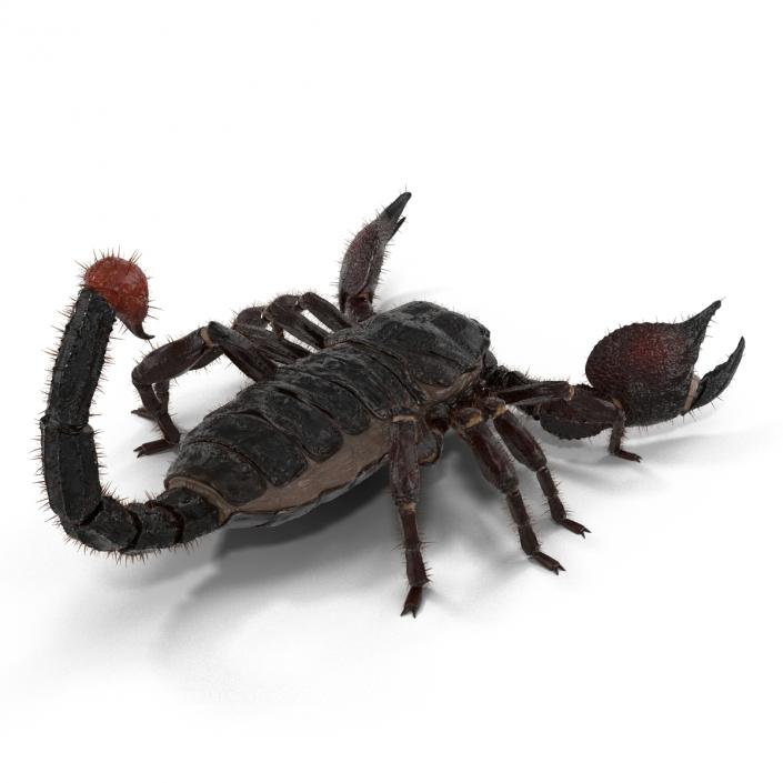 3D model Black Scorpion Rigged with Fur