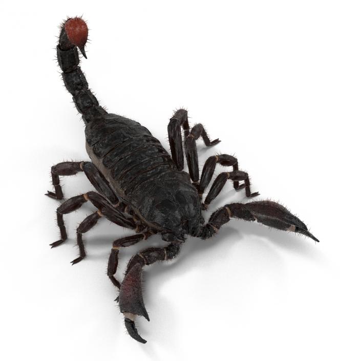 3D model Black Scorpion Rigged with Fur