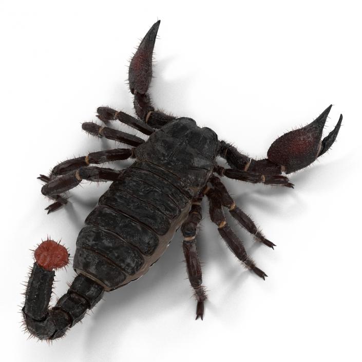 3D model Black Scorpion Rigged with Fur