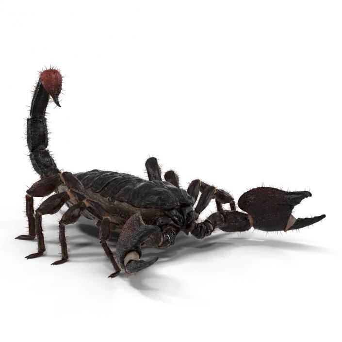 3D model Black Scorpion Rigged with Fur