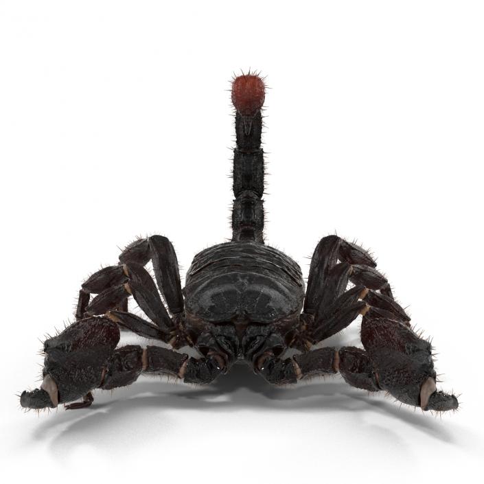 3D model Black Scorpion Rigged with Fur