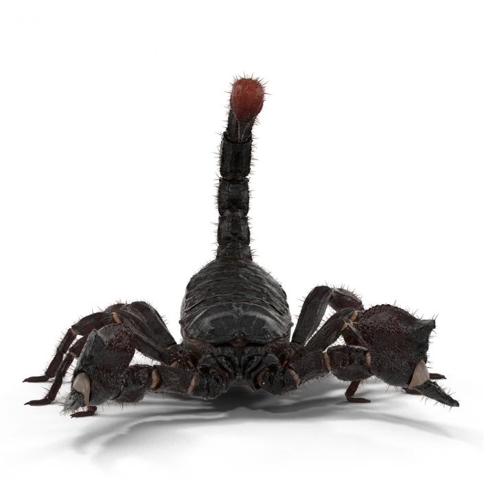 3D model Black Scorpion Rigged with Fur