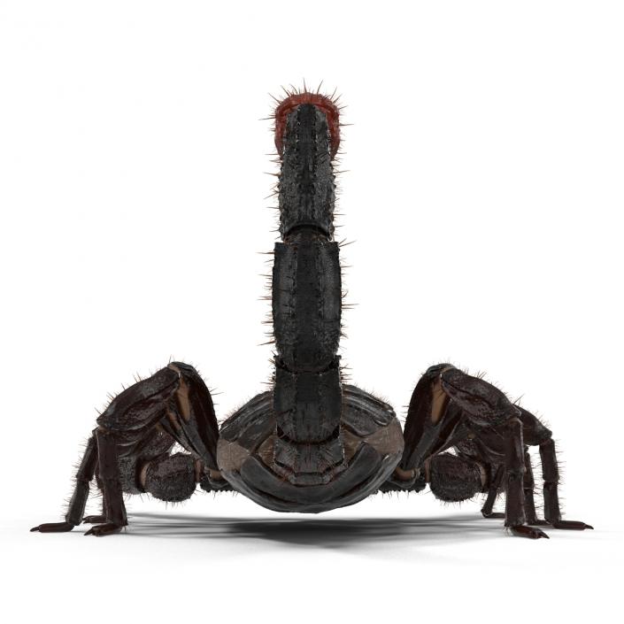 3D model Black Scorpion Rigged with Fur