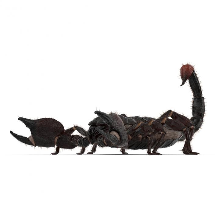 3D model Black Scorpion Rigged with Fur