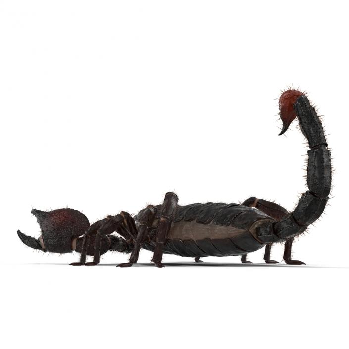 3D model Black Scorpion Rigged with Fur