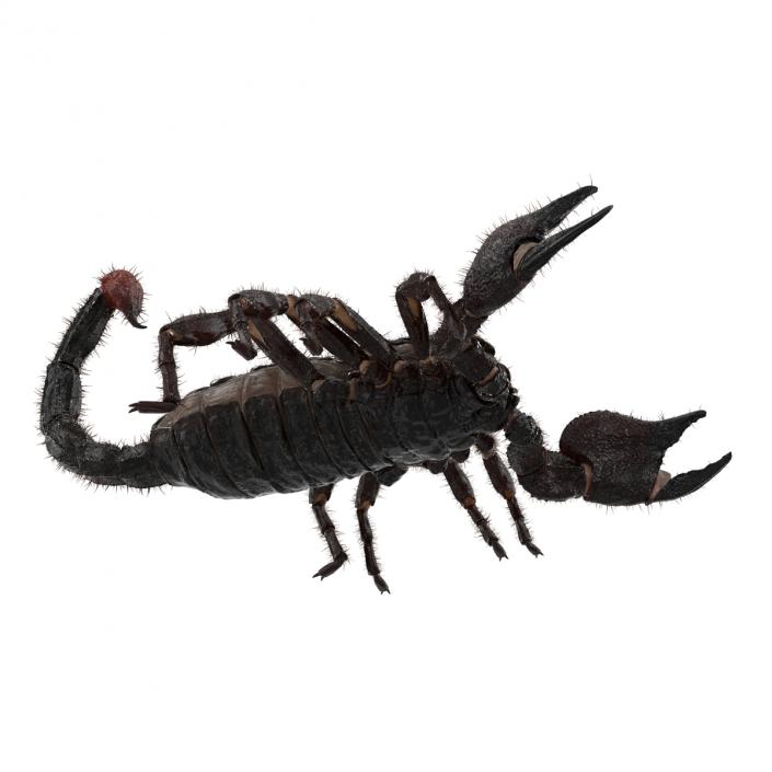 3D model Black Scorpion Rigged with Fur