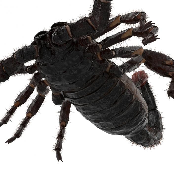 3D model Black Scorpion Rigged with Fur