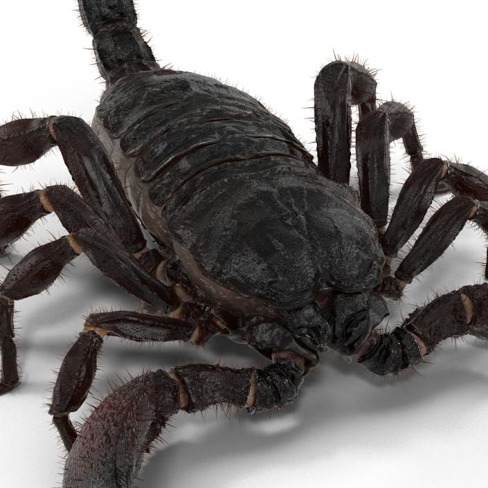 3D model Black Scorpion Rigged with Fur