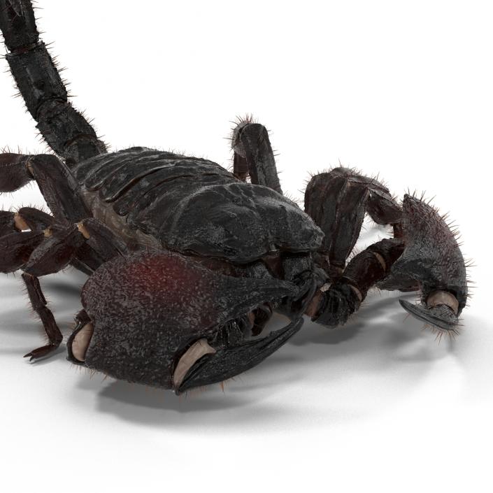 3D model Black Scorpion Rigged with Fur