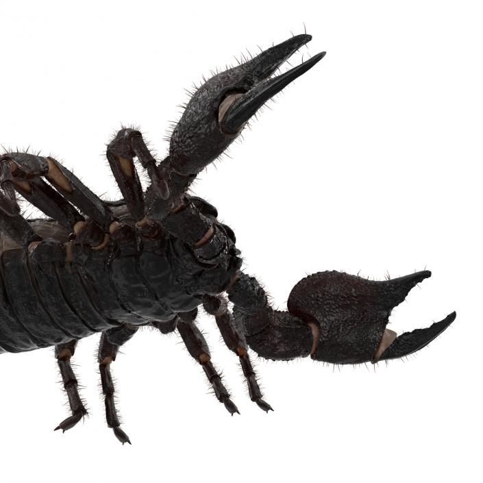 3D model Black Scorpion Rigged with Fur