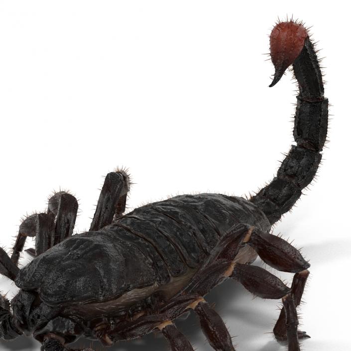 3D model Black Scorpion Rigged with Fur