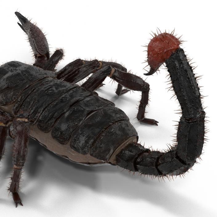 3D model Black Scorpion Rigged with Fur