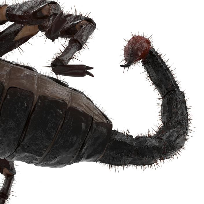 3D model Black Scorpion Rigged with Fur