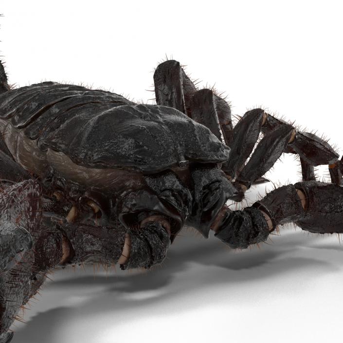 3D model Black Scorpion Rigged with Fur