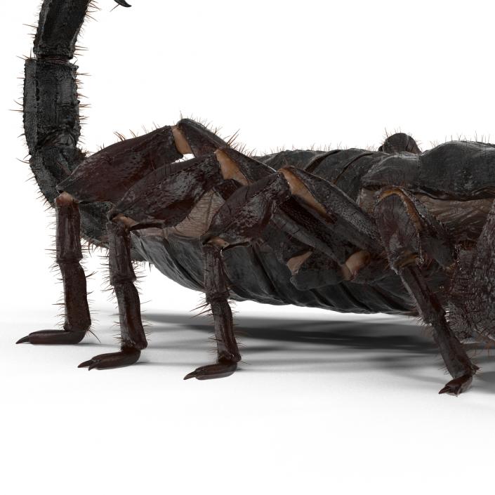 3D model Black Scorpion Rigged with Fur