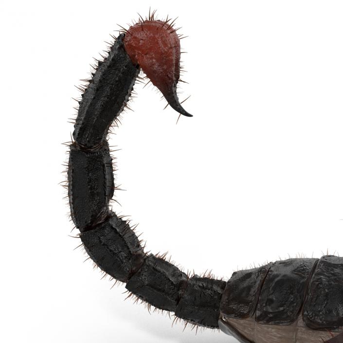 3D model Black Scorpion Rigged with Fur