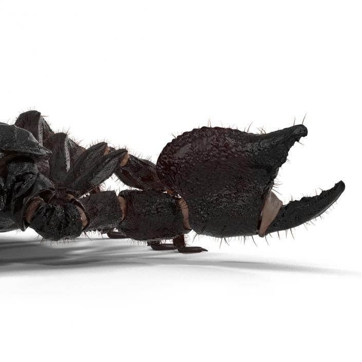 3D model Black Scorpion Rigged with Fur