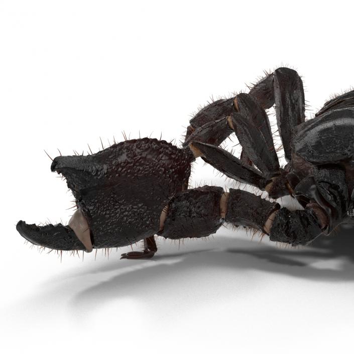 3D model Black Scorpion Rigged with Fur