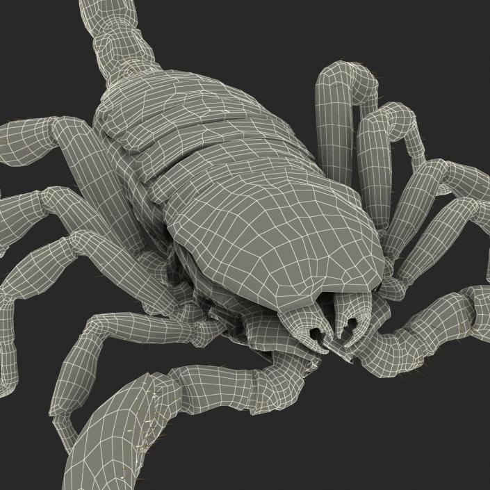 3D model Black Scorpion Rigged with Fur