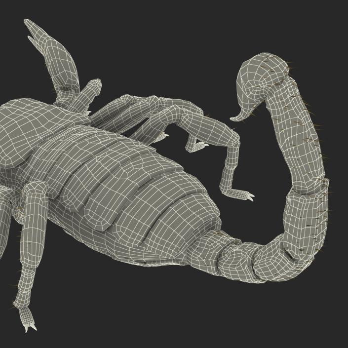 3D model Black Scorpion Rigged with Fur