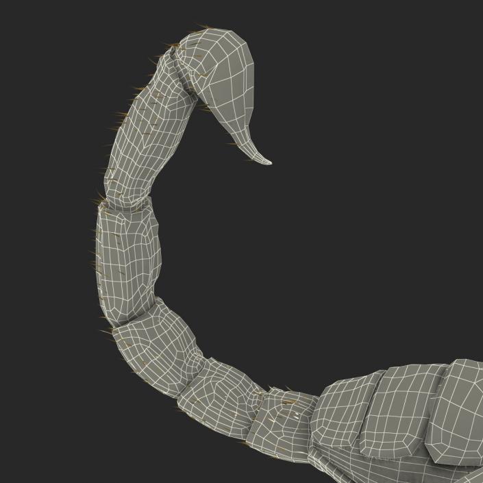 3D model Black Scorpion Rigged with Fur