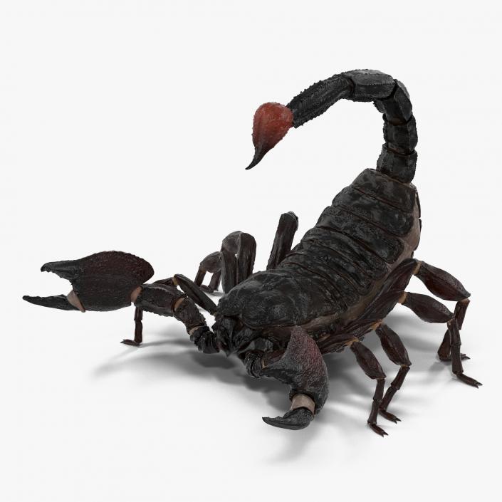 3D Black Scorpion Rigged