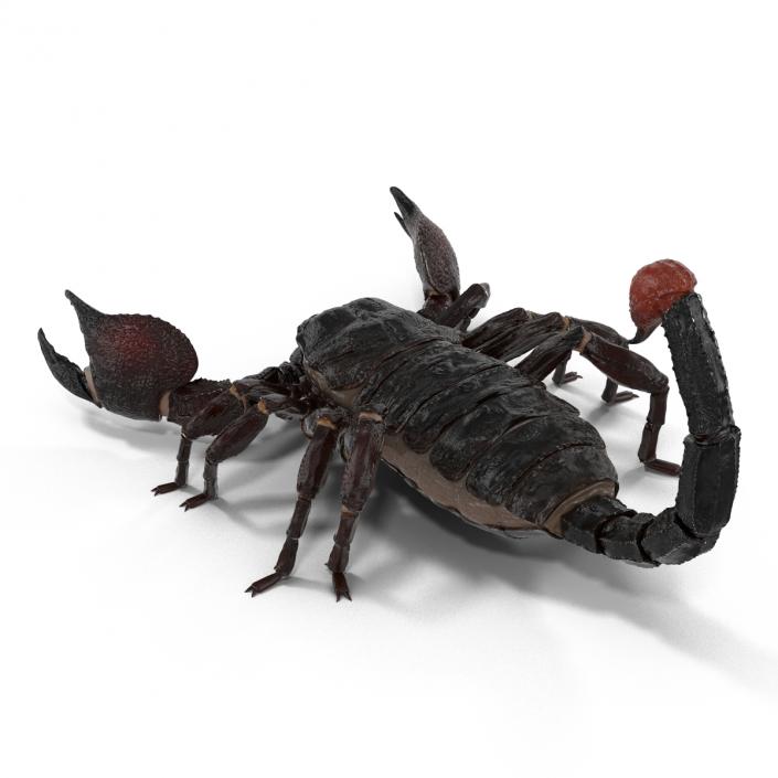 3D Black Scorpion Rigged