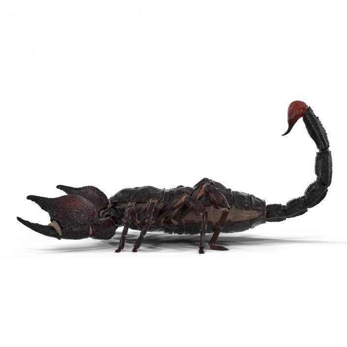 3D Black Scorpion Rigged