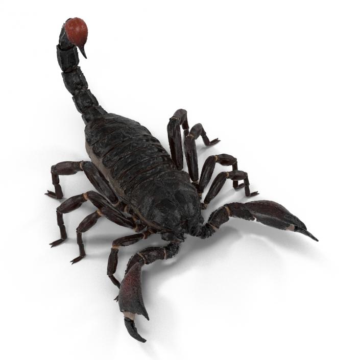 3D Black Scorpion Rigged