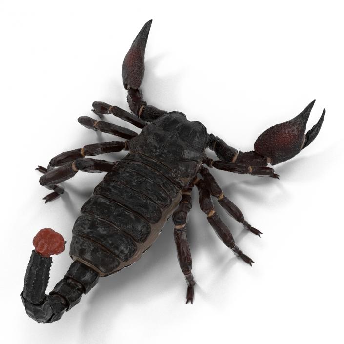 3D Black Scorpion Rigged