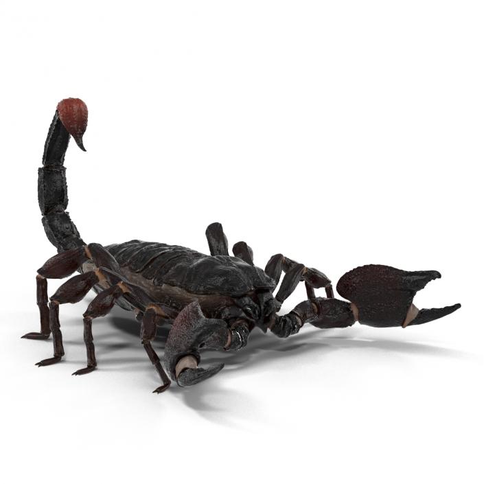 3D Black Scorpion Rigged