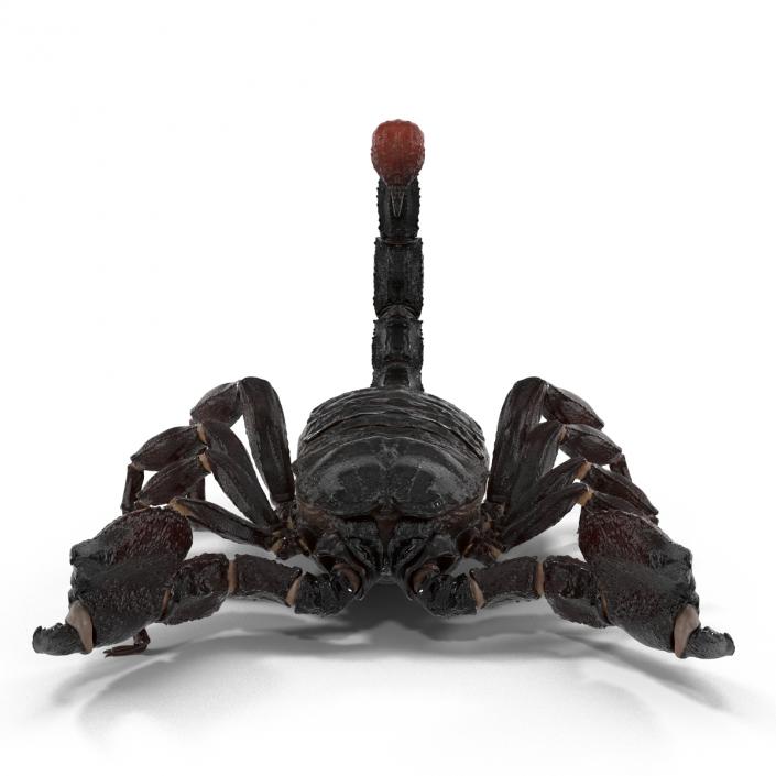 3D Black Scorpion Rigged