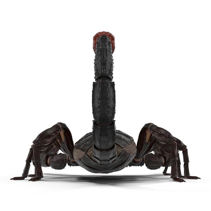 3D Black Scorpion Rigged