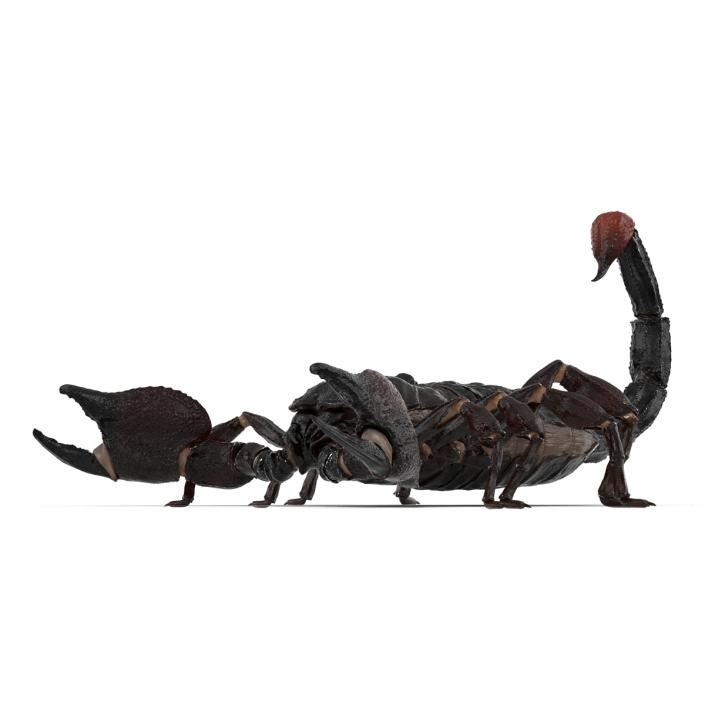 3D Black Scorpion Rigged