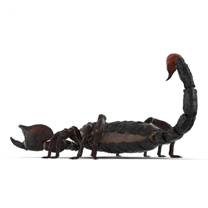 3D Black Scorpion Rigged