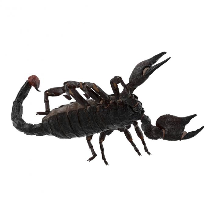 3D Black Scorpion Rigged