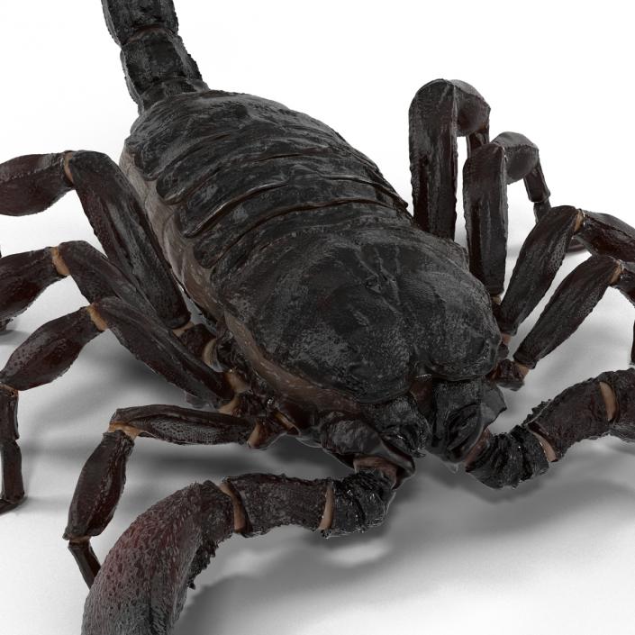 3D Black Scorpion Rigged