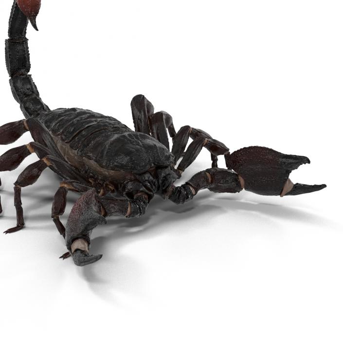 3D Black Scorpion Rigged