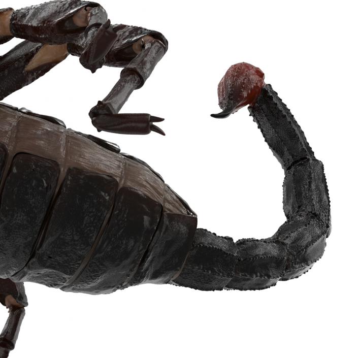 3D Black Scorpion Rigged