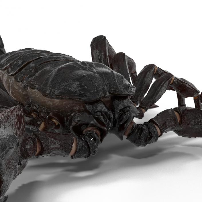 3D Black Scorpion Rigged