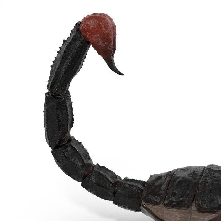 3D Black Scorpion Rigged