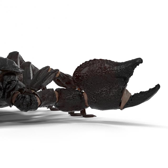 3D Black Scorpion Rigged