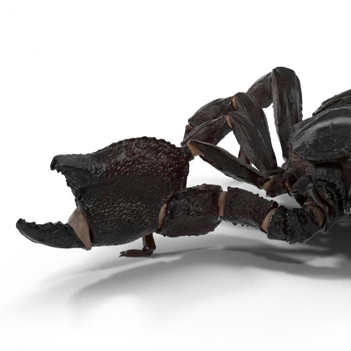 3D Black Scorpion Rigged