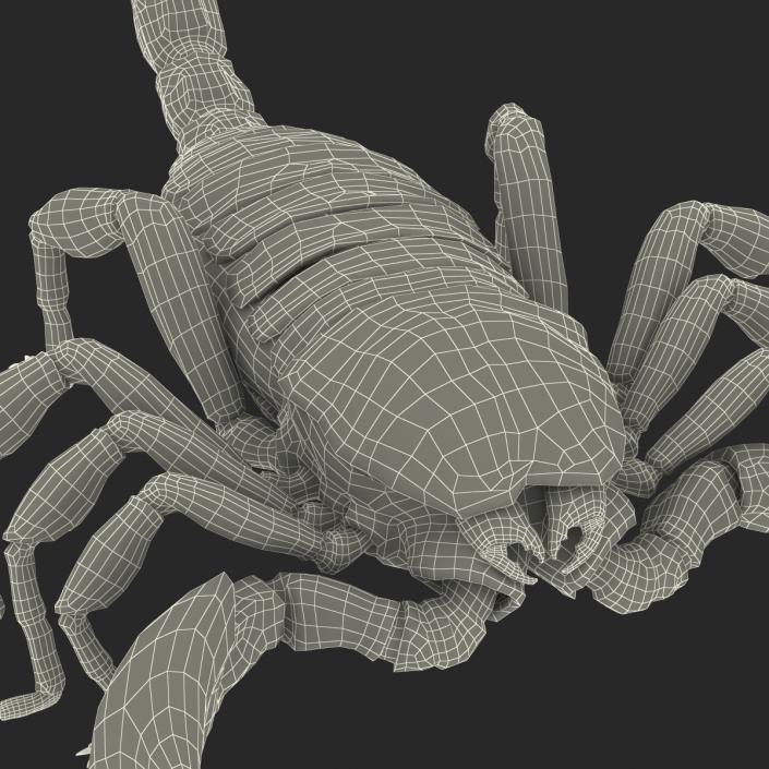 3D Black Scorpion Rigged