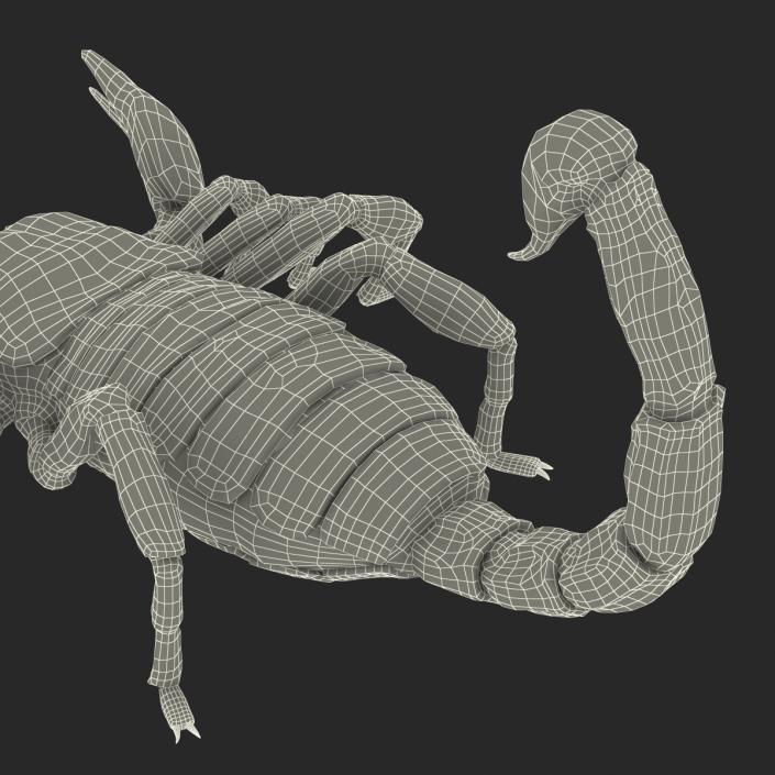 3D Black Scorpion Rigged