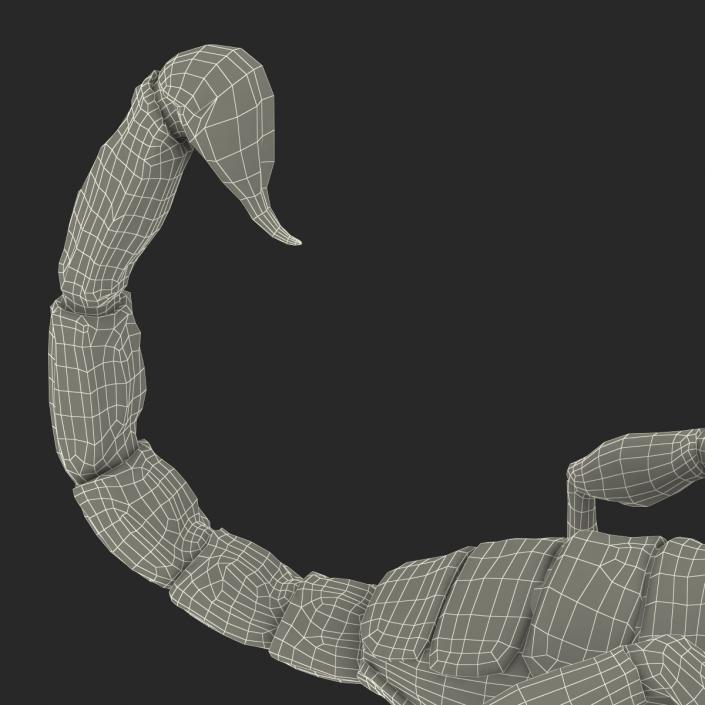 3D Black Scorpion Rigged