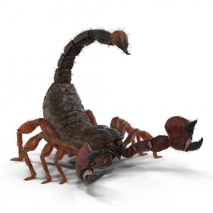 Scorpion Rigged with Fur 3D model