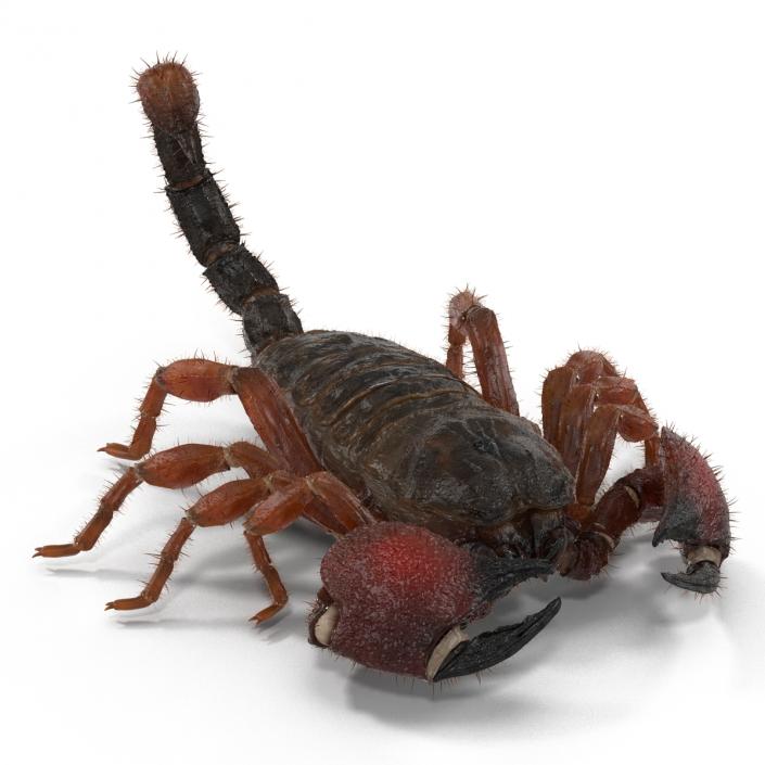 Scorpion Rigged with Fur 3D model